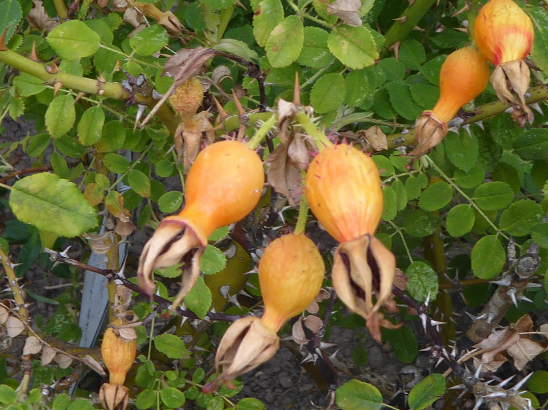Rosengarten Seppenrade景点图片