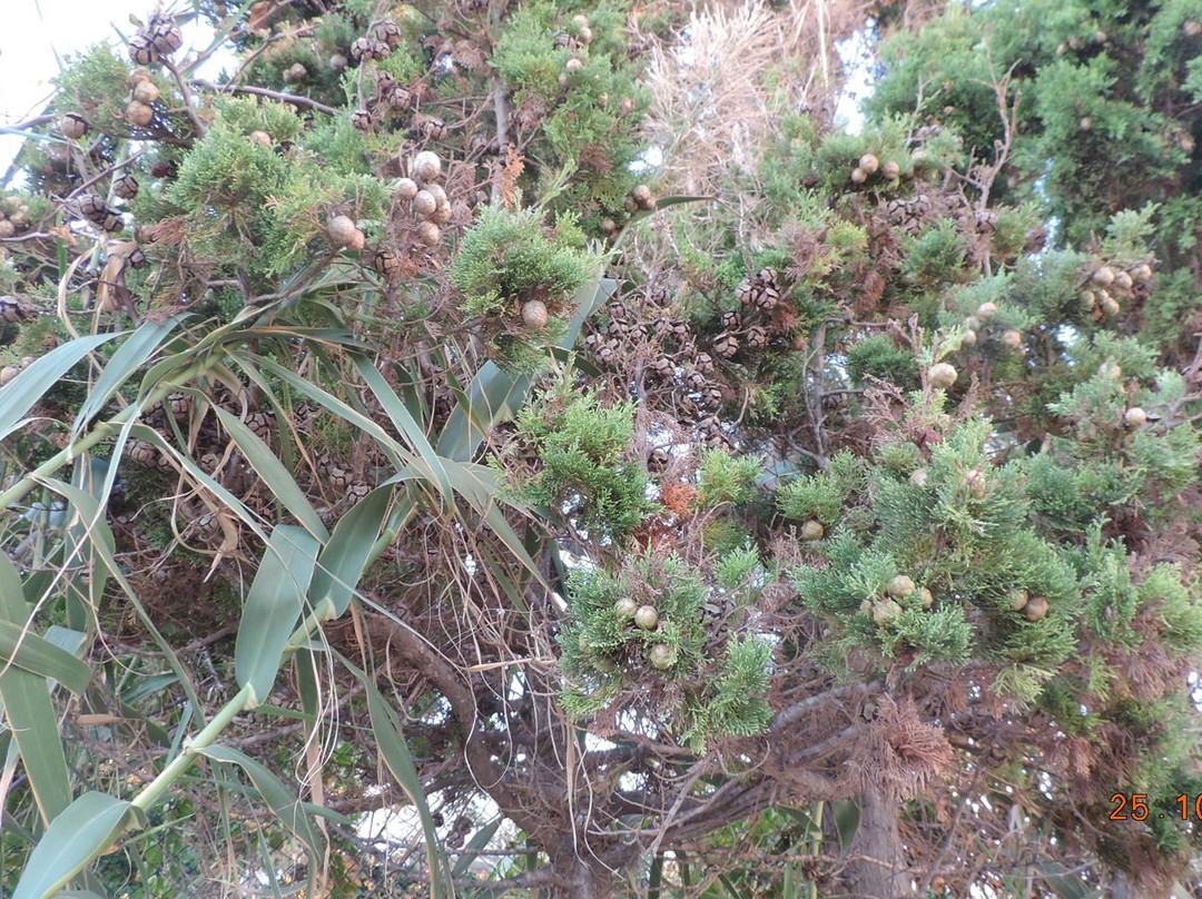 El 牟拉迪马赫迪耶酒店主图