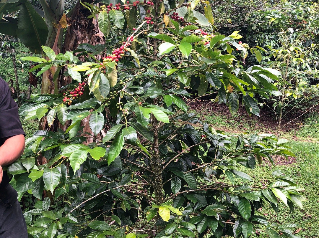 Boquete Valley Ruiz Coffee Shop-波魁特必去景点