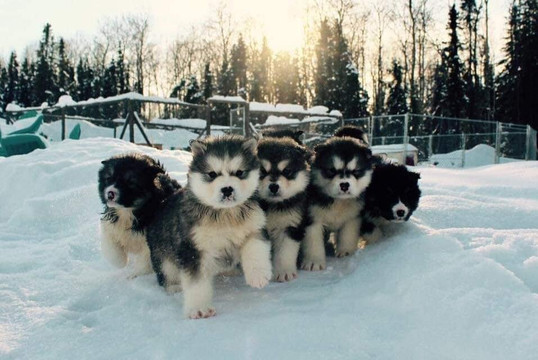 Howling Bay Kennel-费尔班克斯必去景点