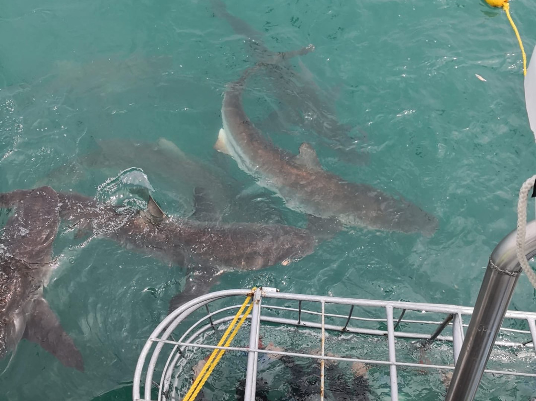 White Shark Ventures-Kleinbaai必去景点