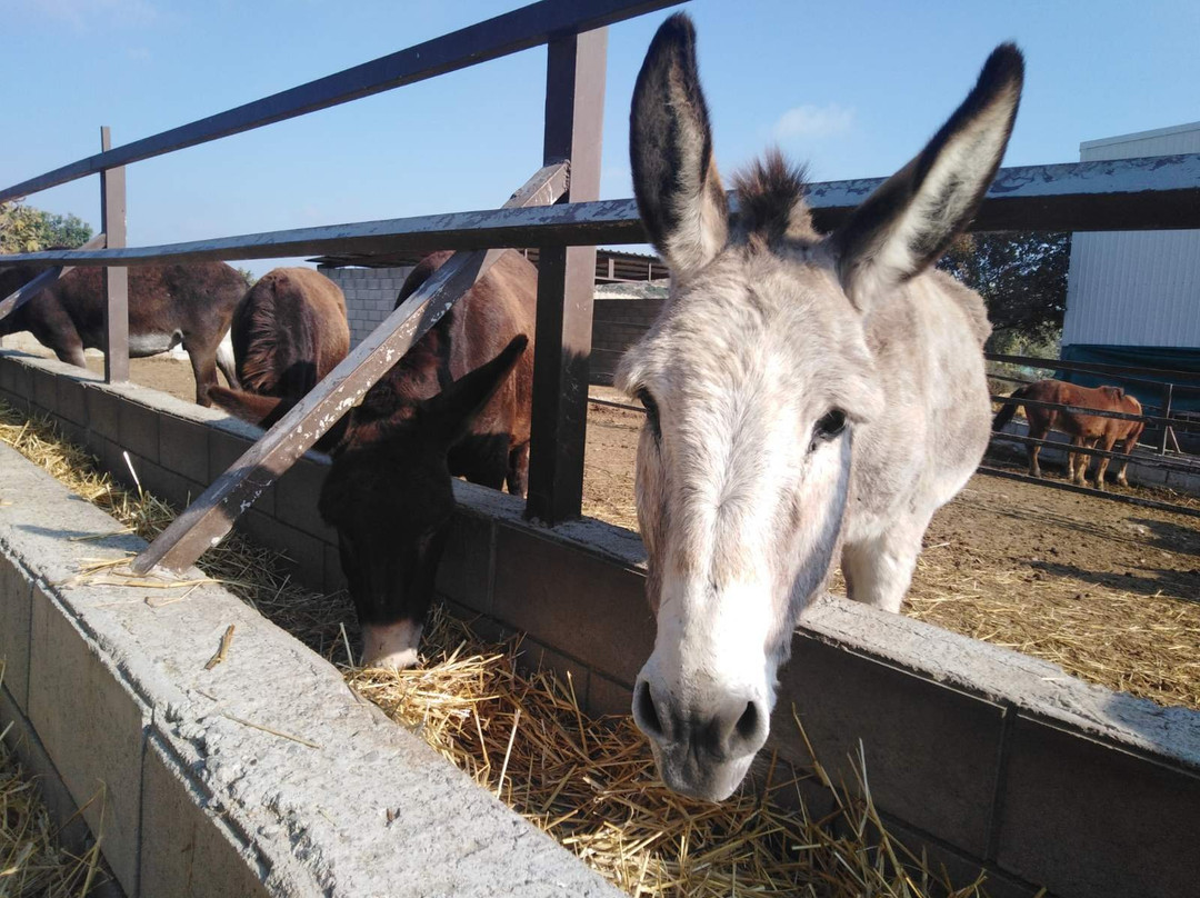 Larnaka Tourism Board - Thematic Tours & Routes-拉纳加必去景点