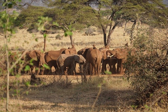 Swala Camp, An A&k Sanctuary主图