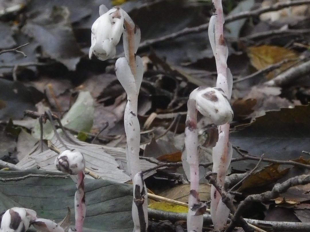 Lake Shinsei-秦野市必去景点