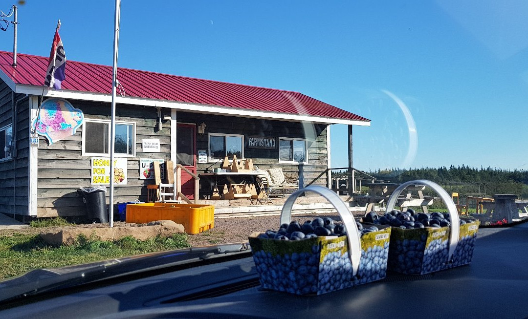 Baie Verte旅游景点-Trueman Blueberry Farms