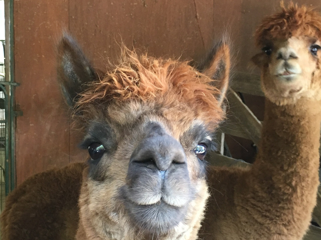 Alpaca Dreams景点图片