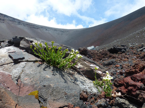 冨士エコツアー・サービス-富士河口湖町必去景点