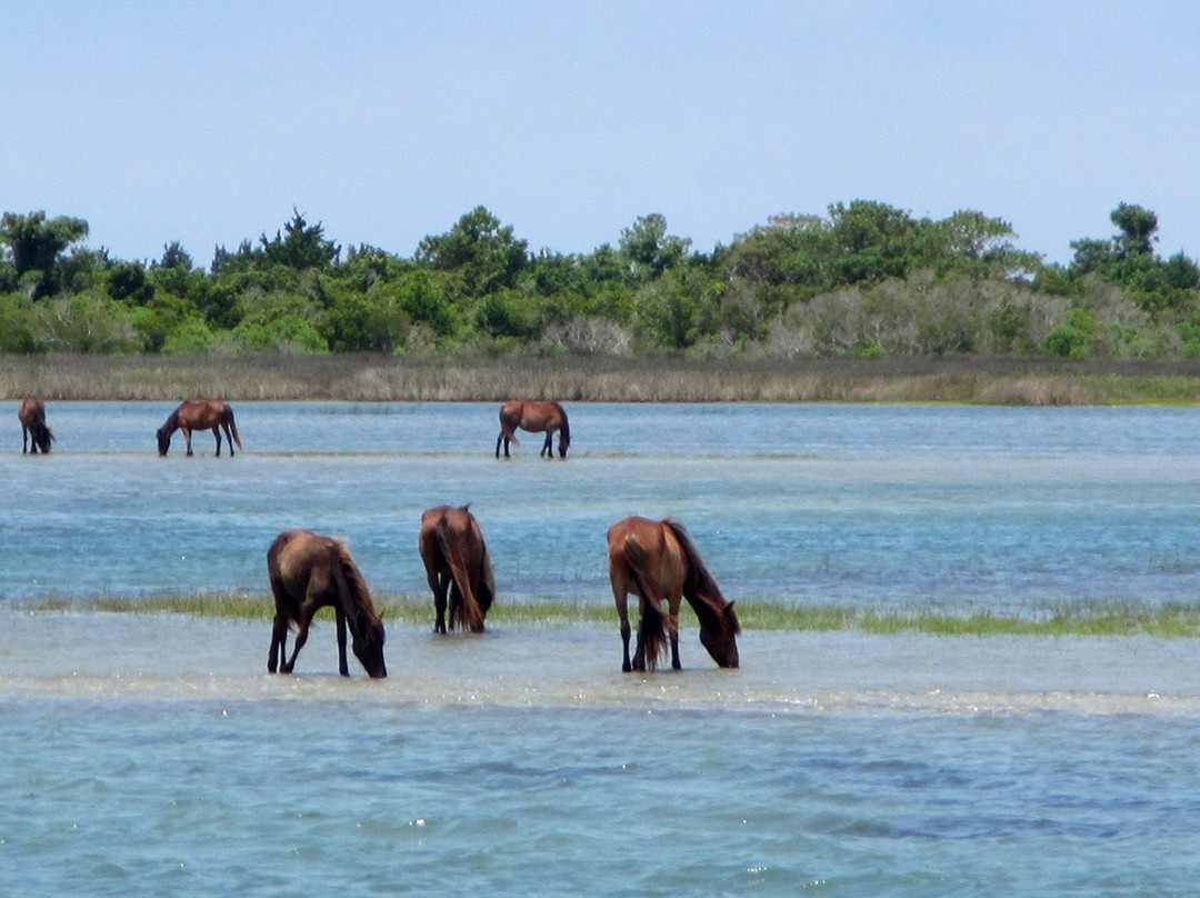 Cedar Island National Wildlife Refuge景点图片