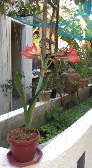 Rene's Diverslounge Resort主图