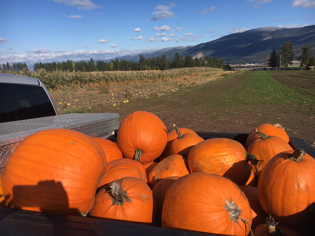 The Pumpkin Patch景点图片