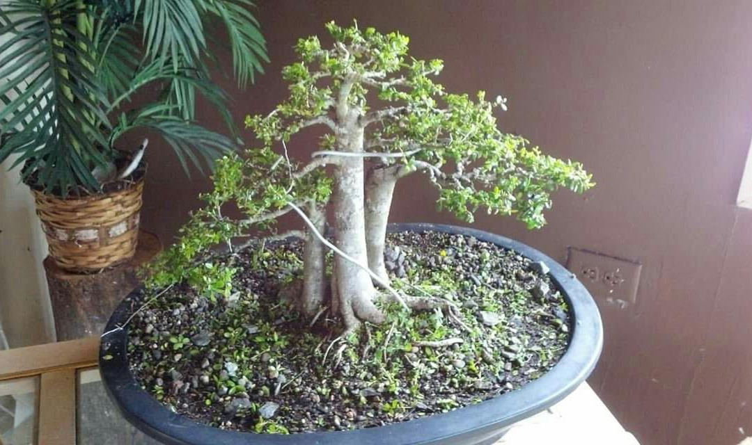 Wimberley旅游景点-Central Texas Bonsai Exhibit at Jade Gardens