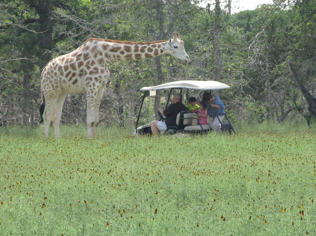 Serengeti Resort Safari Ride景点图片