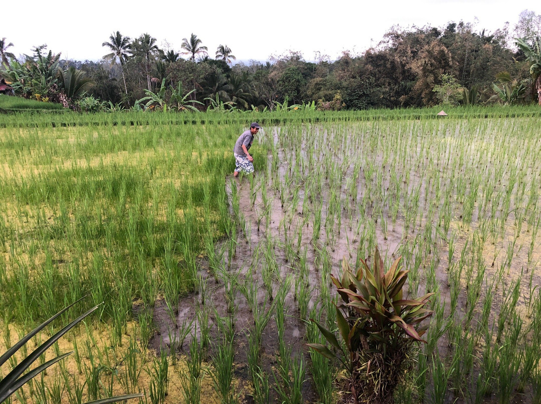 Kubu D’Ume Homestay主图