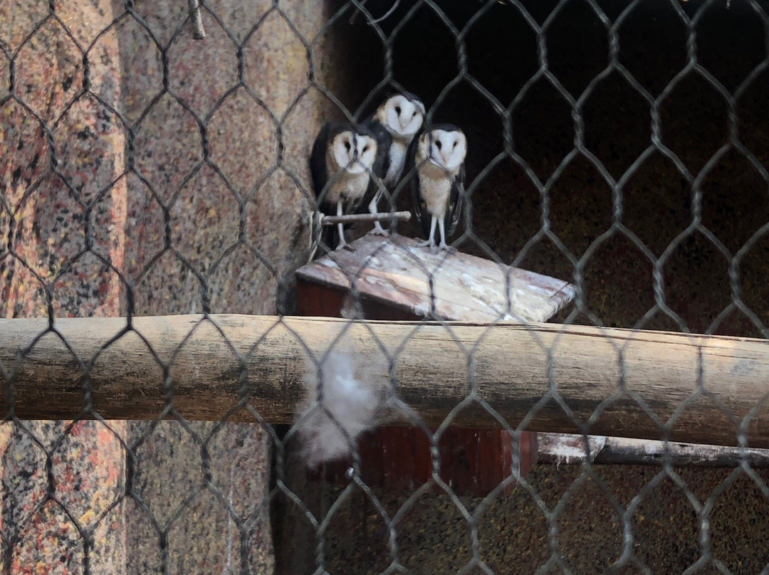 Kuimba Shiri Bird Sanctuary景点图片