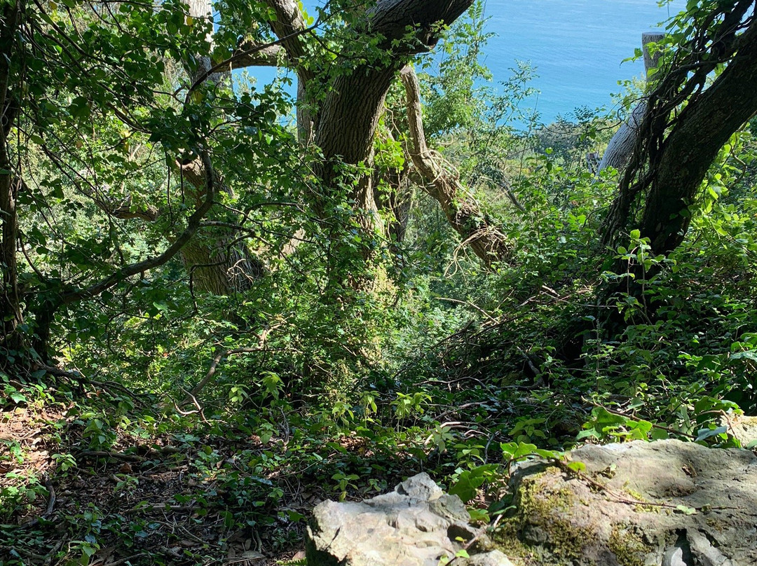 Bonchurch Landslip-Bonchurch必去景点