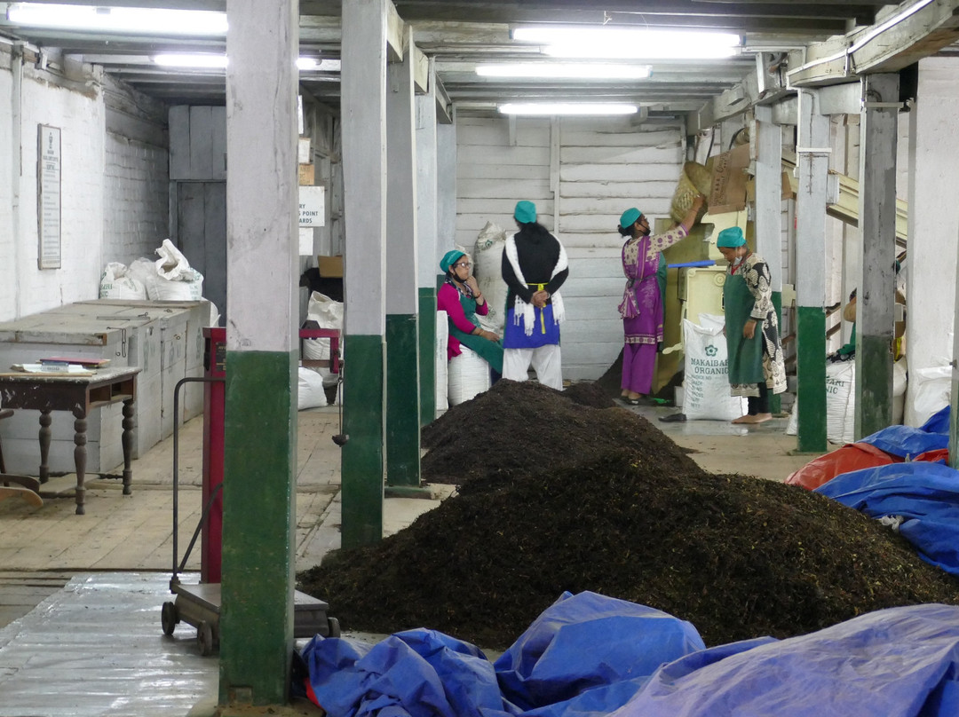 Makaibari Tea Estate景点图片