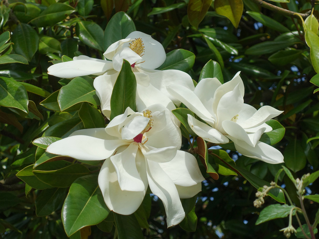 Abbaye Notre-Dame-du-Voeu-瑟堡-奥克特维尔必去景点