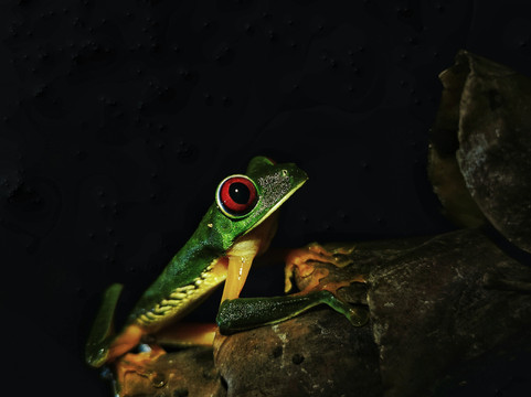 Jungle Night Tour Manuel Antonio-哥斯达黎加安东尼奥国家公园必去景点