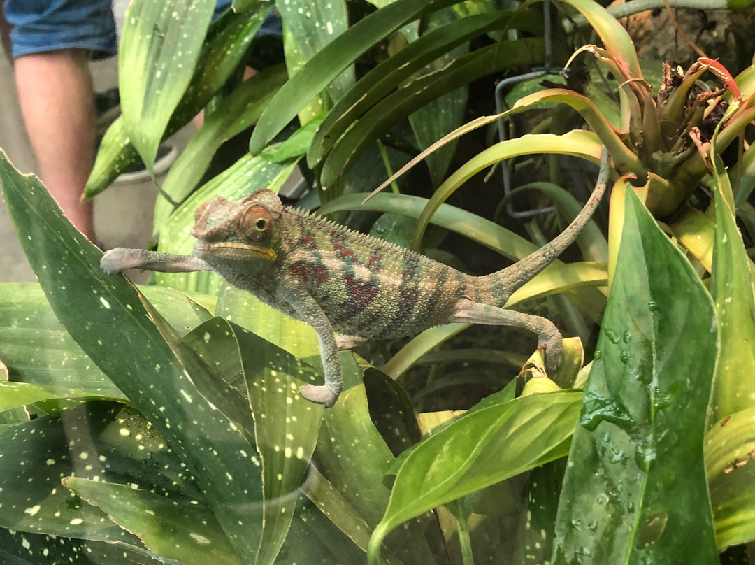 Malmo Reptile Center-马尔默必去景点