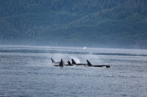PRINCE OF WHALES Whale & Marine Wildlife Adventures景点图片