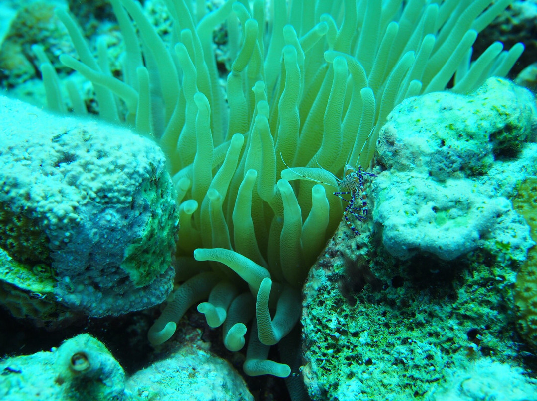 Bari Reef-Kralendijk必去景点