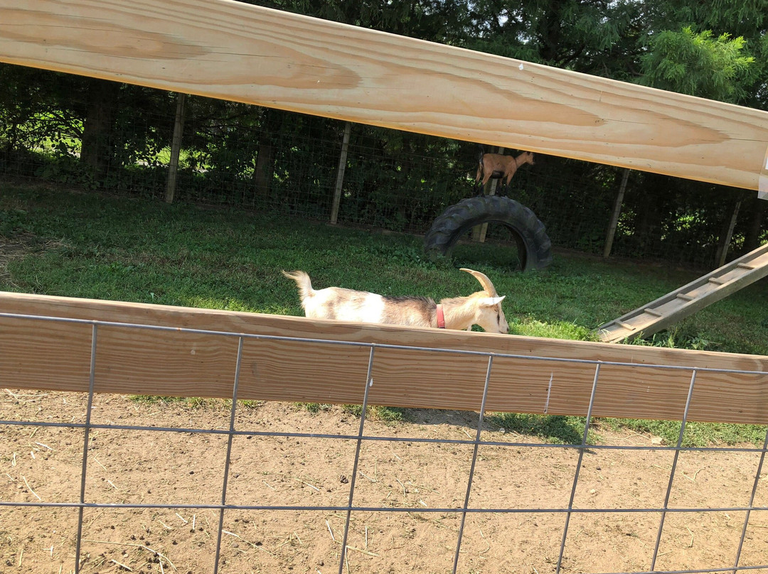 Clark's Elioak Farm-埃利科特城必去景点