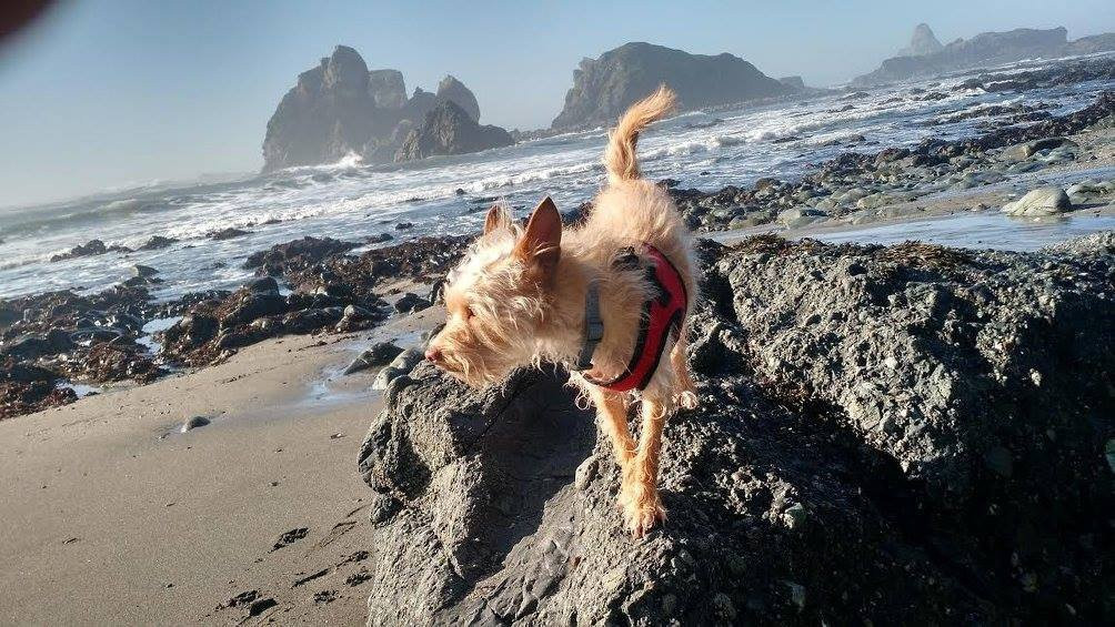 Lone Ranch Beach-布鲁金斯必去景点