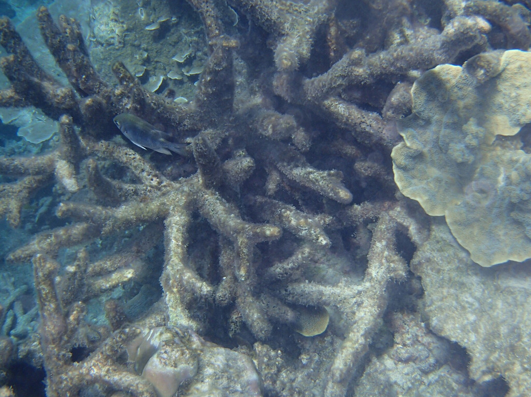 Mission Beach Dive景点图片