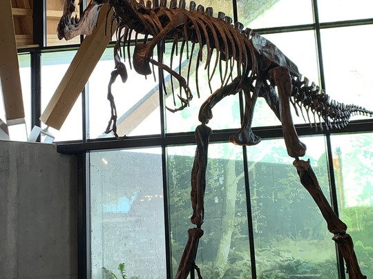 Philip J. Currie Dinosaur Museum-Wembley必去景点