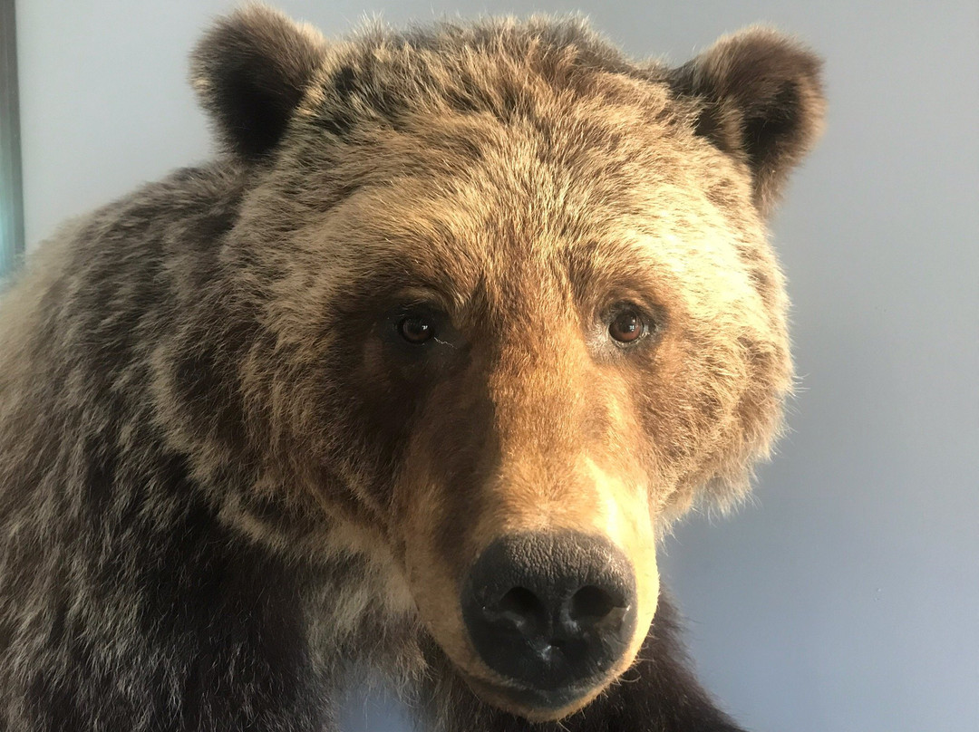 Fernie Visitor Information Centre-弗尼必去景点