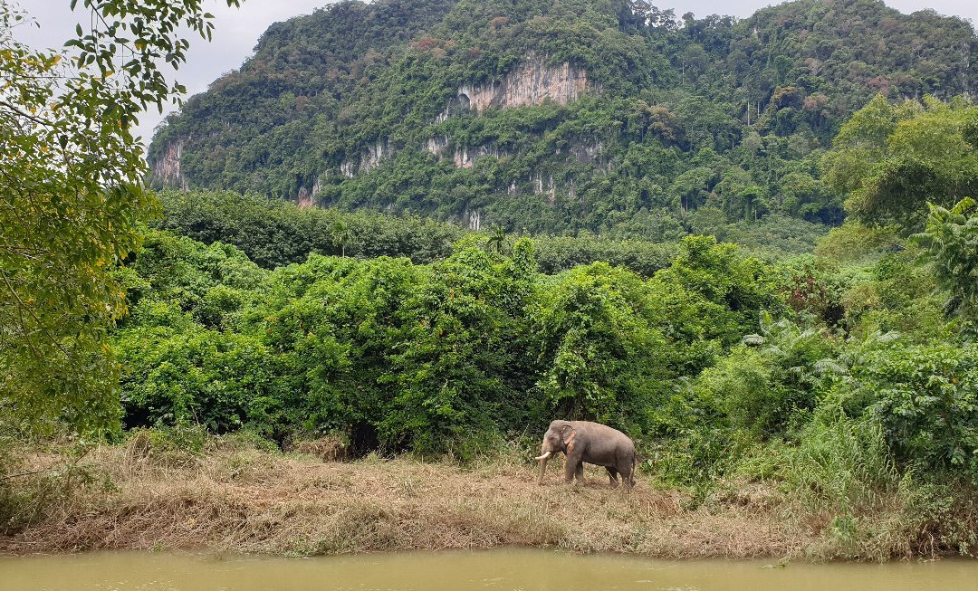 Sonchana Farm and Elephant Sanctuary-素叻他尼必去景点