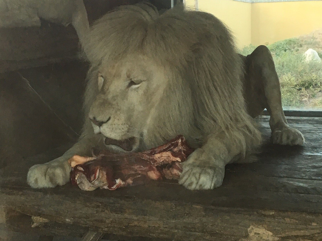 Malkia Park- Big Cats Rescue-Orechova Poton必去景点