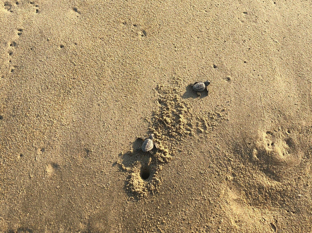 Campamento Tortuguero Palmarito-埃斯孔迪多港必去景点