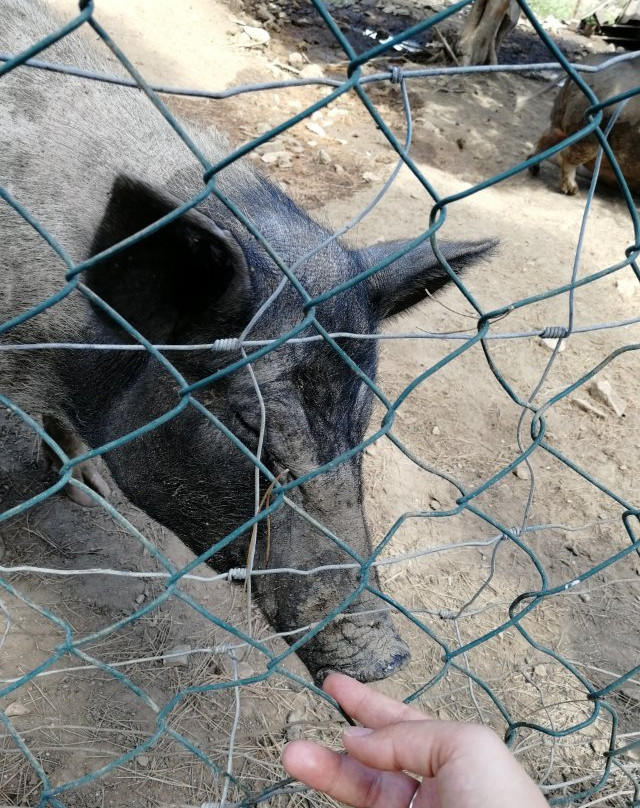 Les Poneys de Provence景点图片