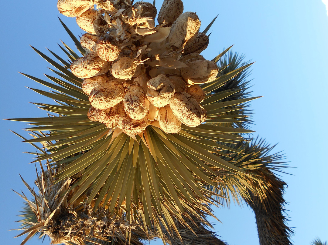 Joshua Tree National Park-约书亚树必去景点