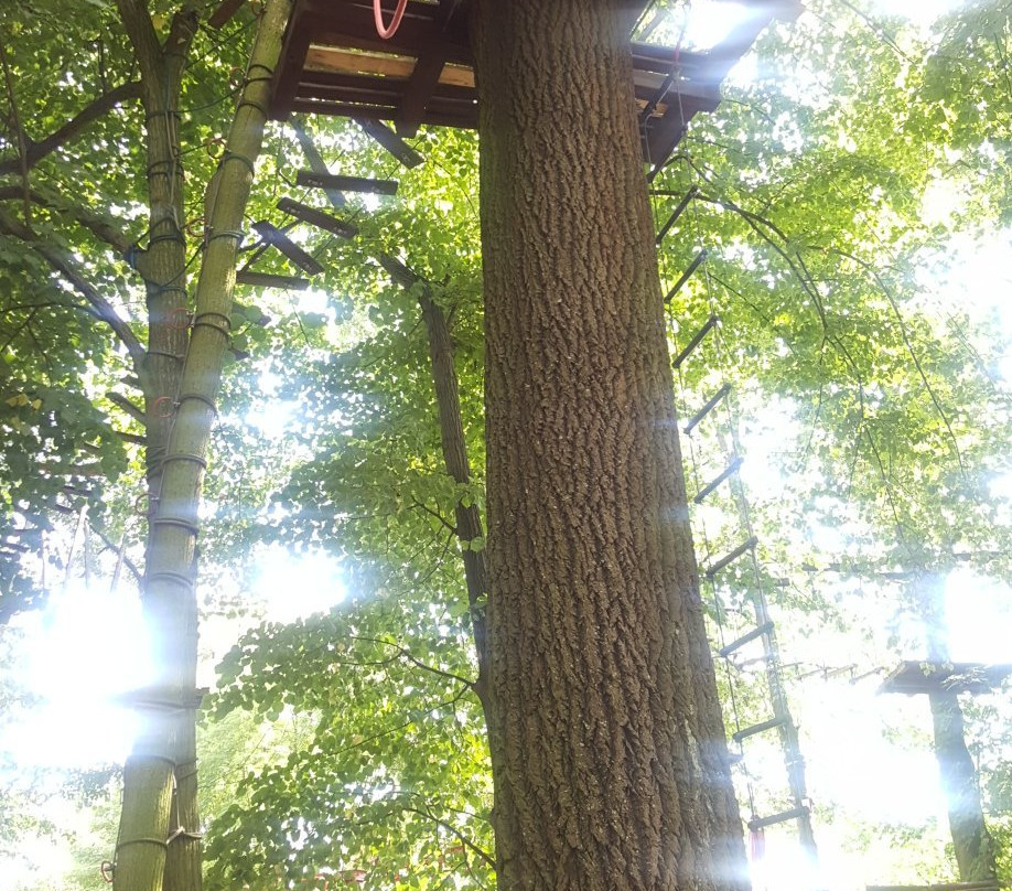 Cascader Rope Course Park景点图片