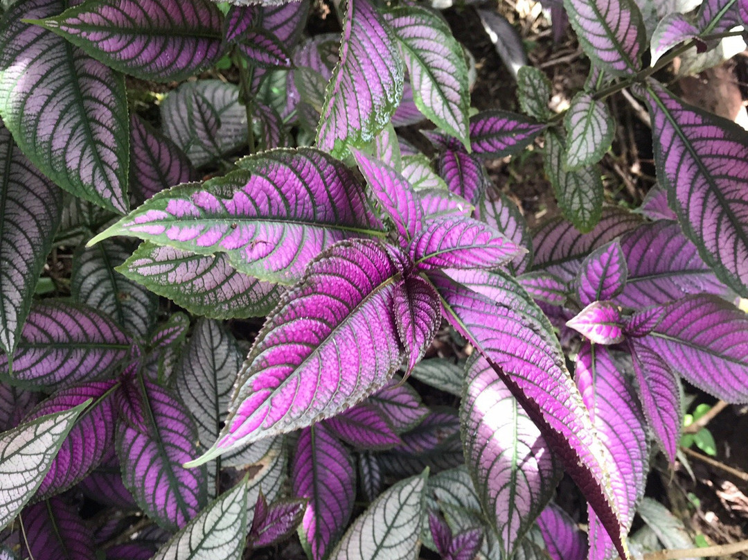 Jardin Botanique de Guyane-Macouria必去景点