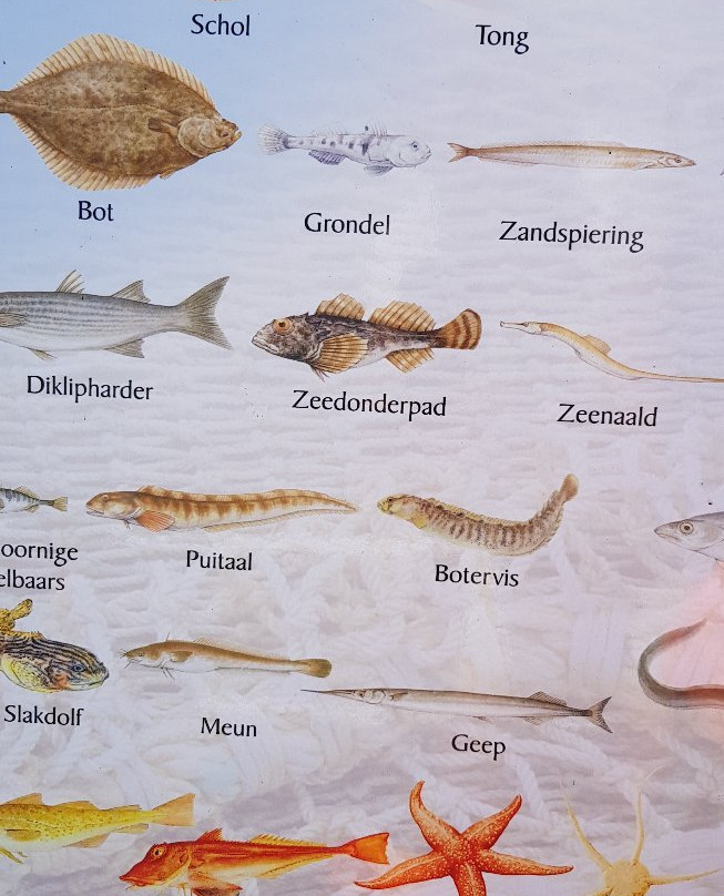 De Zee Leeft-Den Oever必去景点