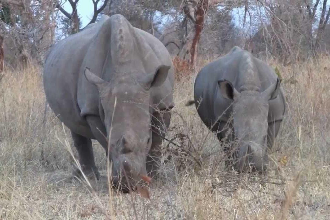Shepherd Taxi and Tours-李文斯顿必去景点