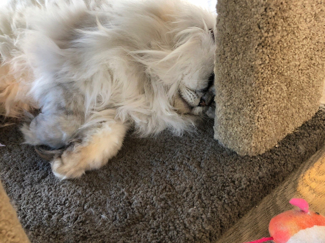 Hashtag meow景点图片