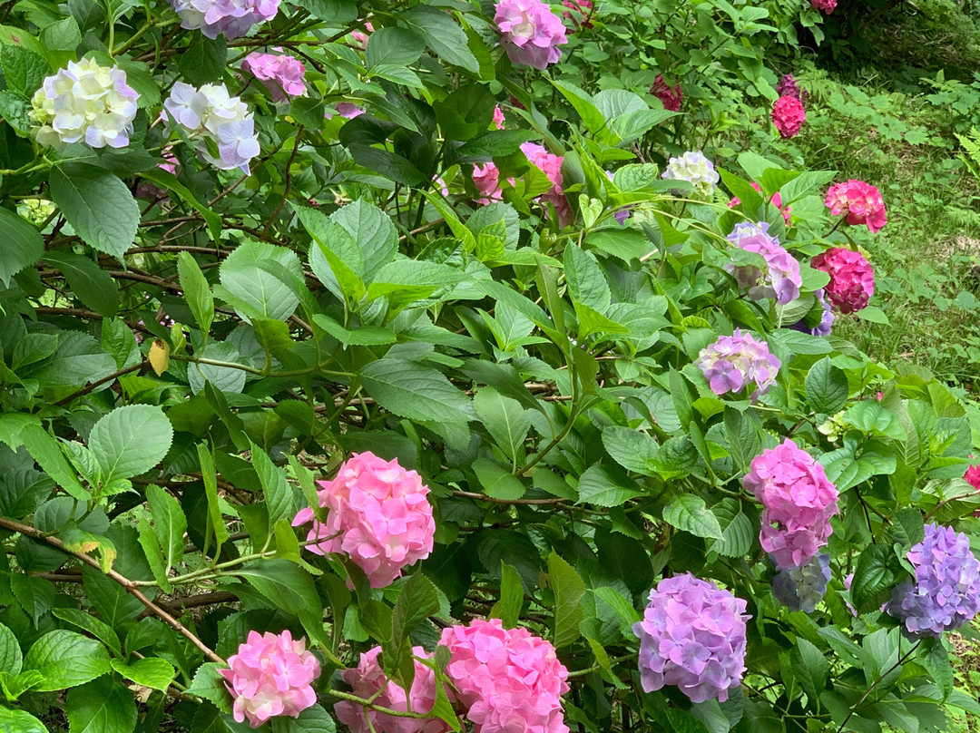 Michinoku Hydrangea Garden-一关市必去景点