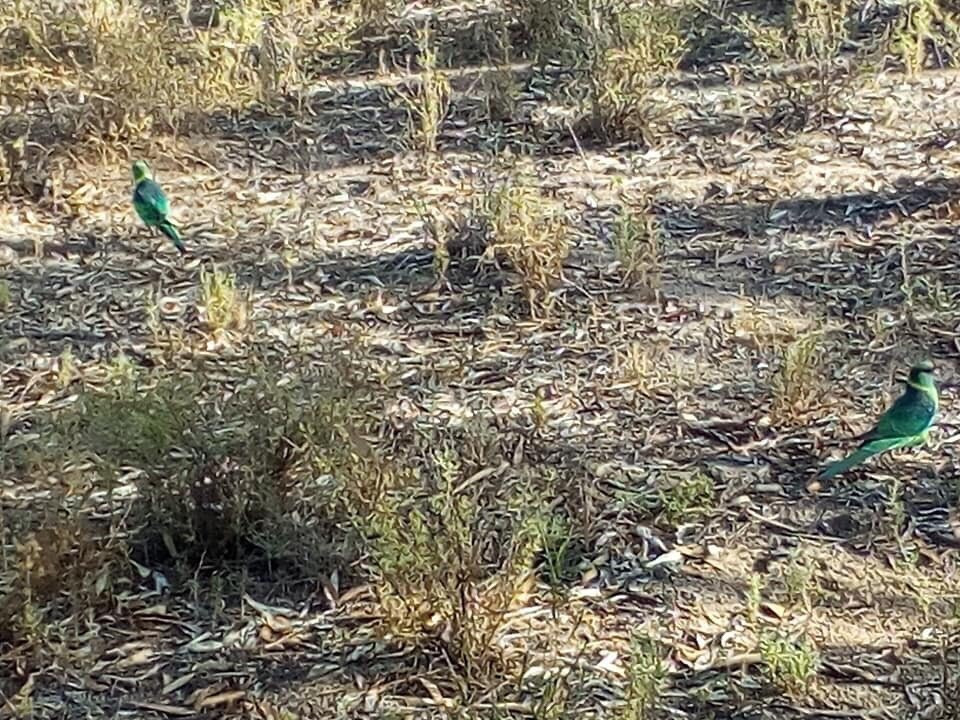 Lake Mournpall-Ouyen必去景点