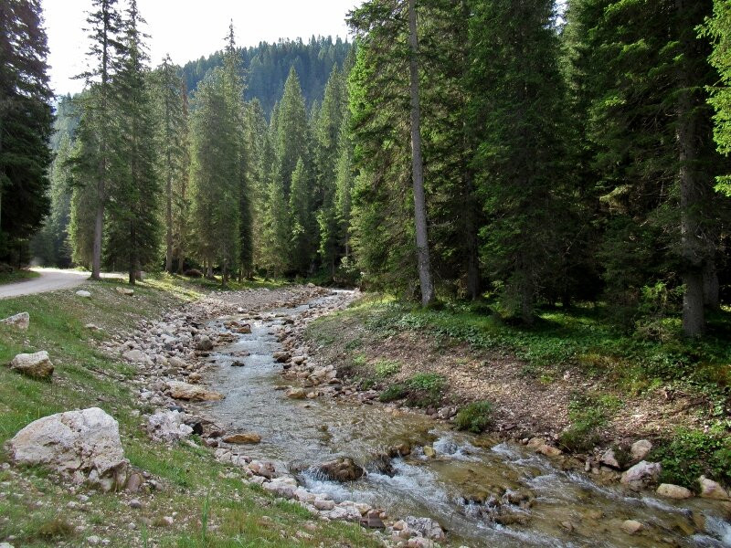 Foresta Di Paneveggio景点图片