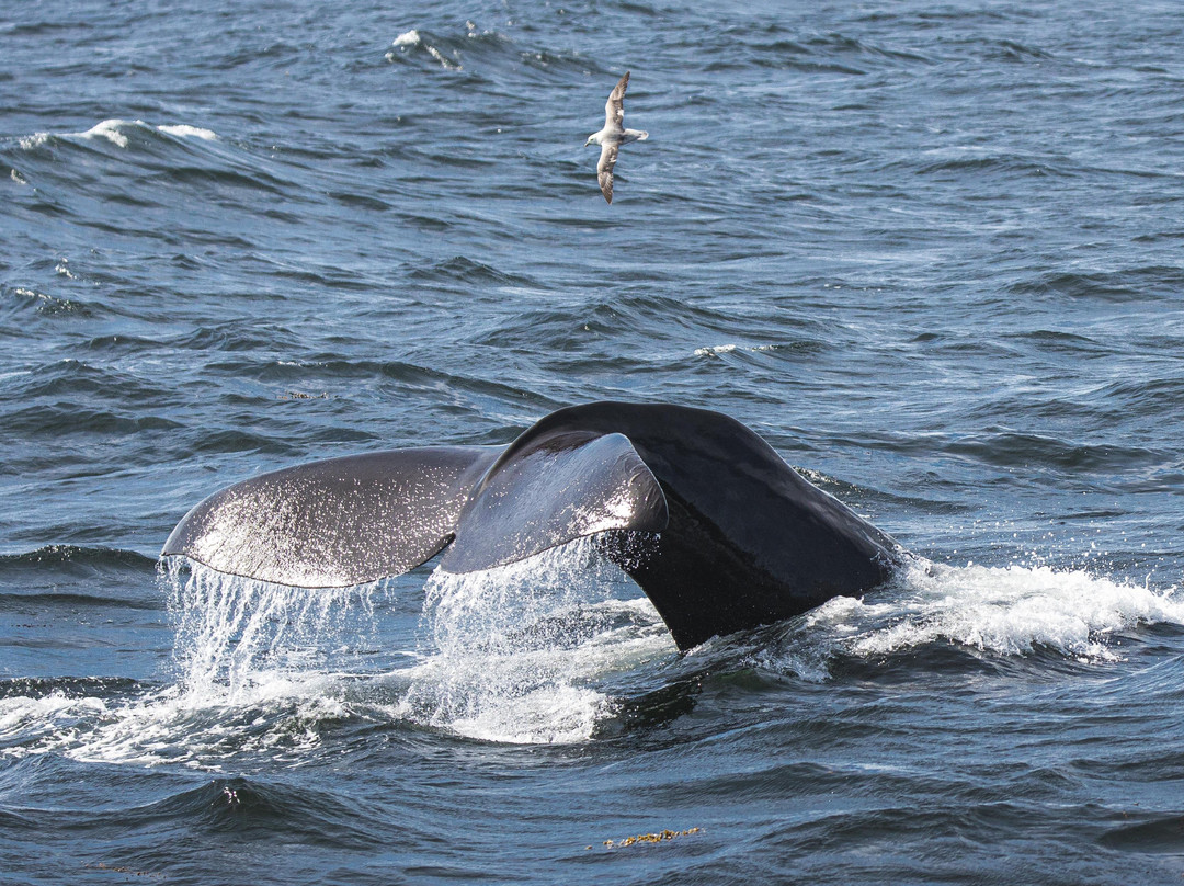 Laki Tours Whale Watching - Olafsvik景点图片