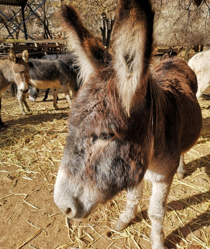 Karoo Donkey Sanctuary景点图片
