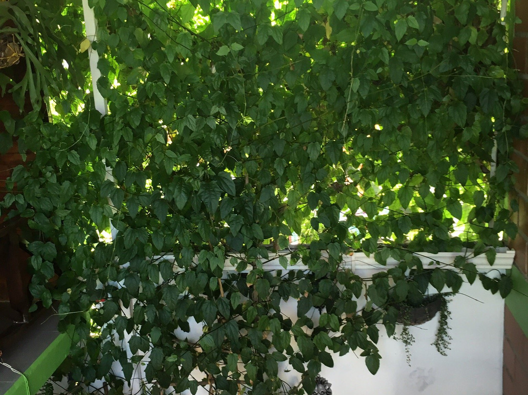 Hotel Doña Triny主图