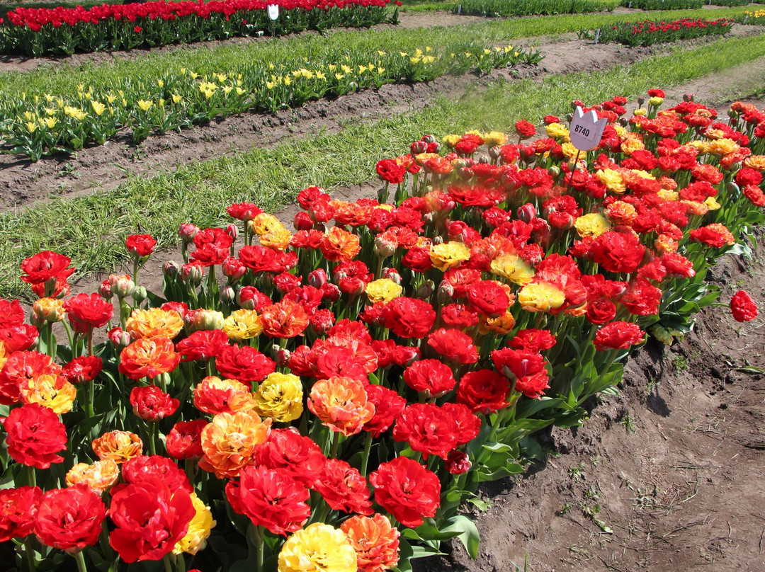Veldheer Tulip Gardens景点图片