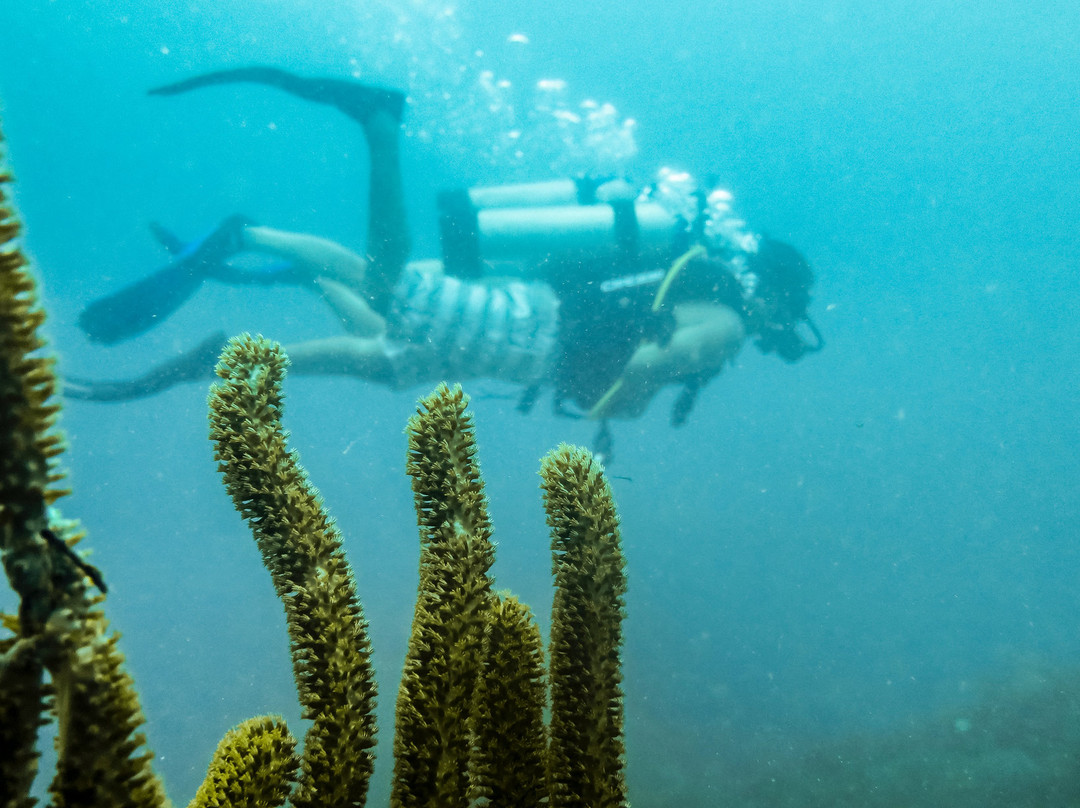 Ciudad Marina Dive Center-Sapzurro必去景点