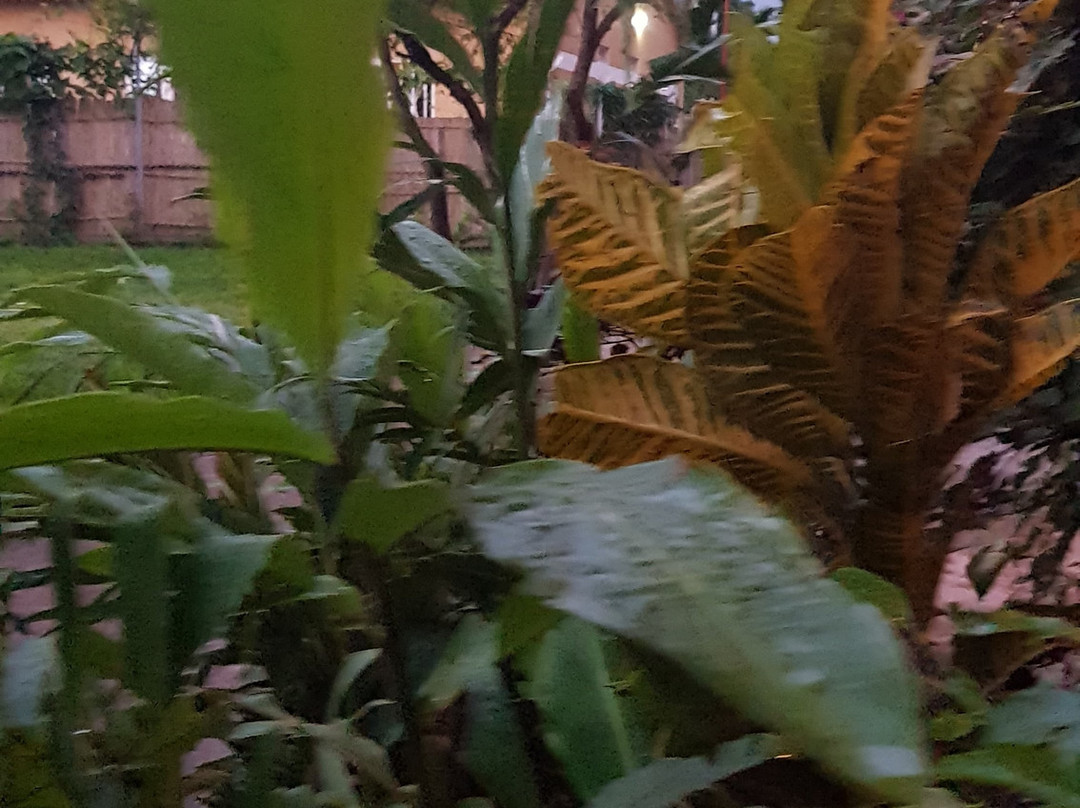 African Roots Guesthouse Gulu主图