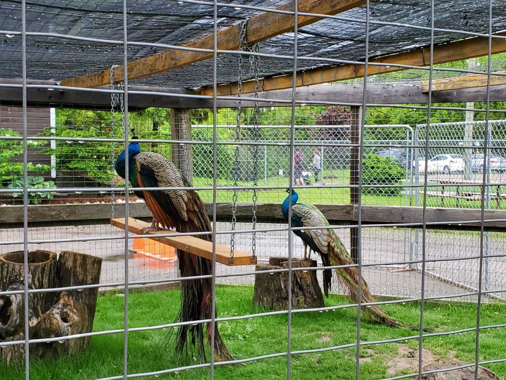 Happy Rolph's Animal Farm-圣凯瑟琳斯必去景点